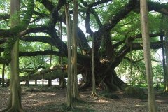 阳朔三日游(经典特惠纯玩游)